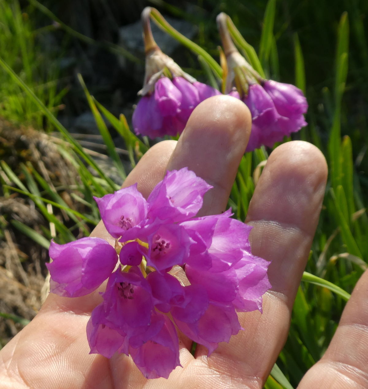 Allium narcissiflorum / Aglio piemontese